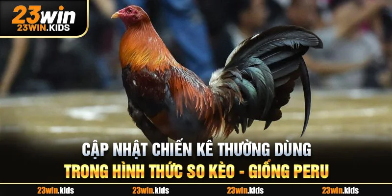Cập nhật chiến kê thường dùng trong hình thức so kèo - Giống Peru