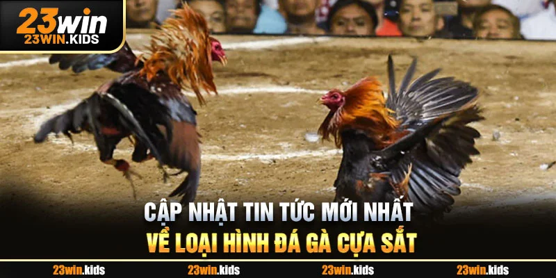 Cập nhật tin tức mới nhất về loại hình đá gà cựa sắt