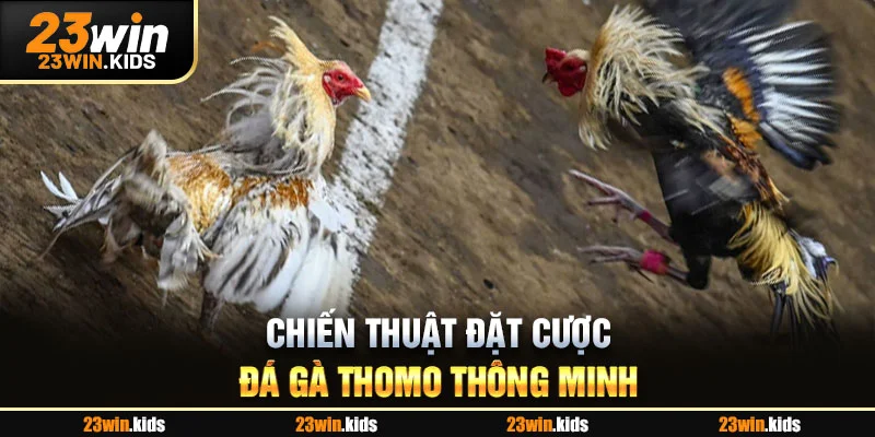 Chiến thuật đặt cược đá gà Thomo thông minh