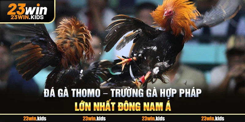 Đá gà Thomo – Trường gà hợp pháp lớn nhất Đông Nam Á
