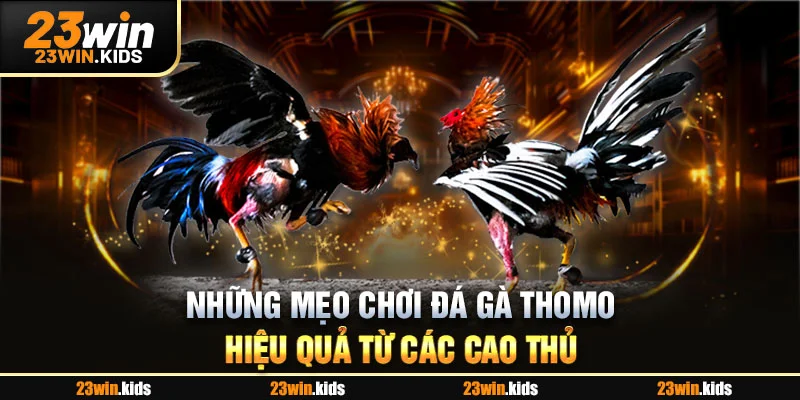 Những mẹo chơi đá gà Thomo hiệu quả từ các cao thủ
