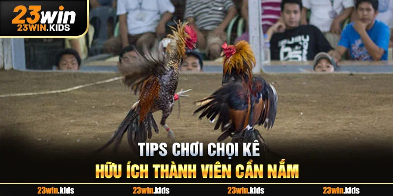 Tips chơi chọi kê hữu ích thành viên cần nắm
